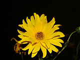 Srga virg
